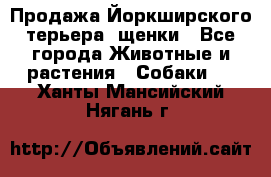 Продажа Йоркширского терьера, щенки - Все города Животные и растения » Собаки   . Ханты-Мансийский,Нягань г.